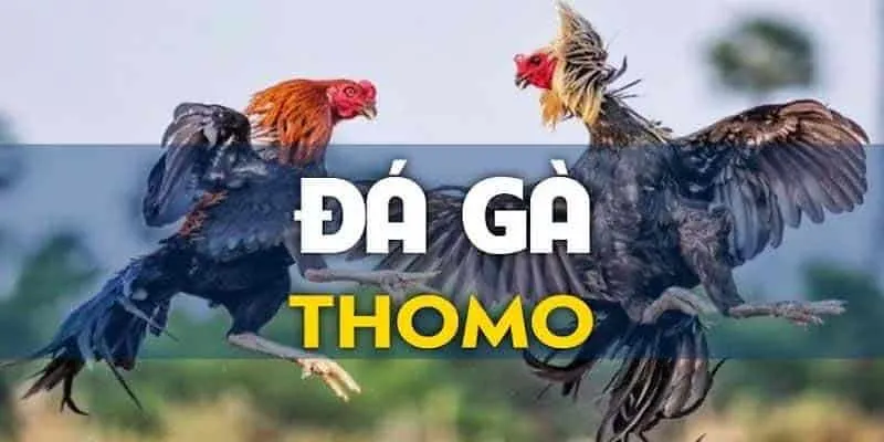 Đá Gà Thomo - Hình Thức Giải Trí Hấp Dẫn Tại Sân Chơi Gk88